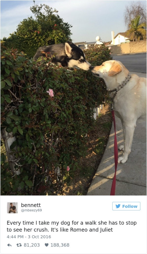 Top 20 best dog tweets "Every time I take my dog for a walk she has to stop to see her crush. It's like Romeo and Juliet"